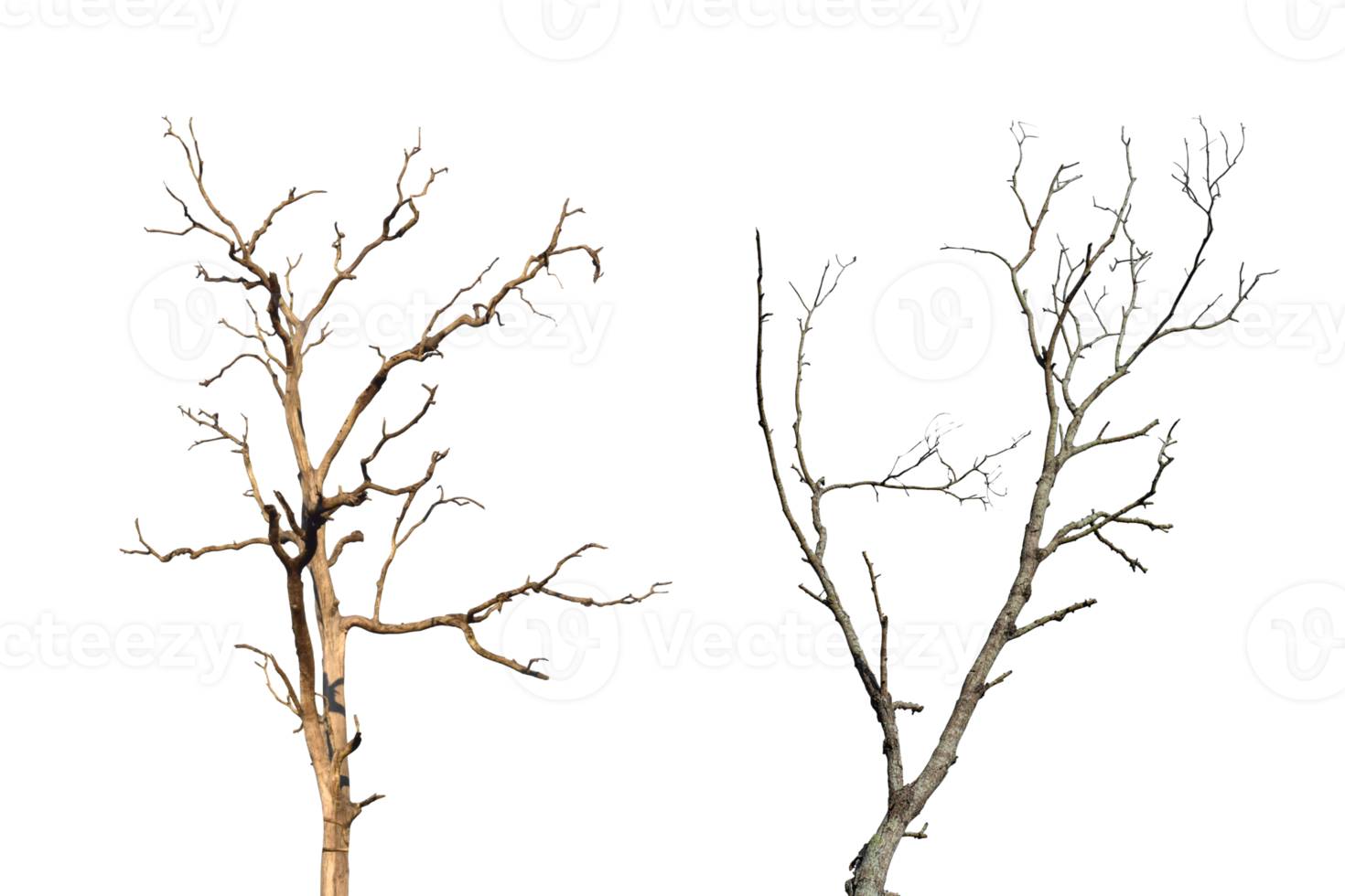 Dead tree branch isolated on transparent background PNG file.