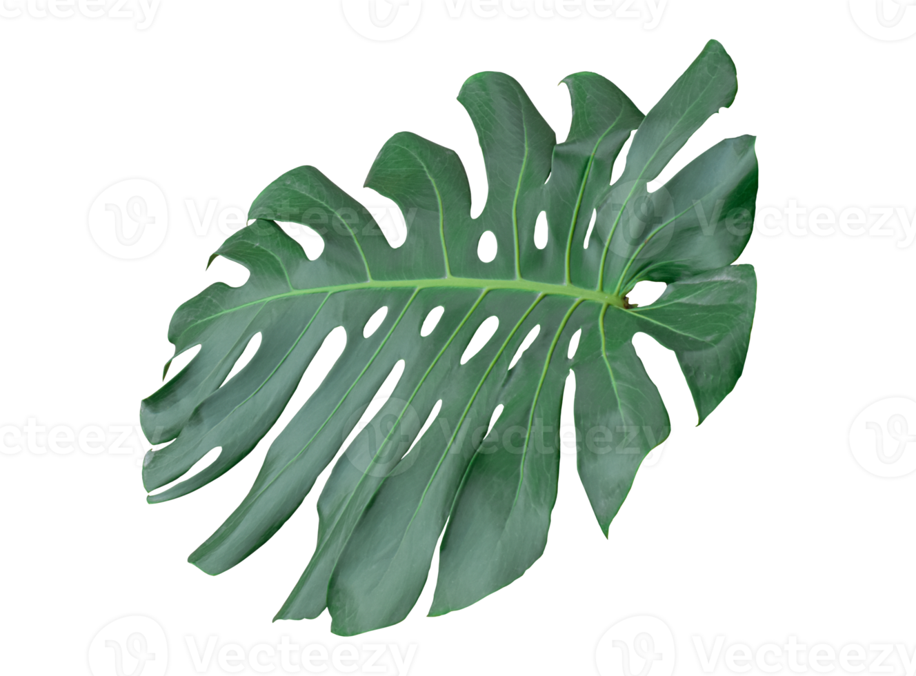 Leaf Monstera deliciosa or Swiss cheese plant isolated on transparent background PNG file