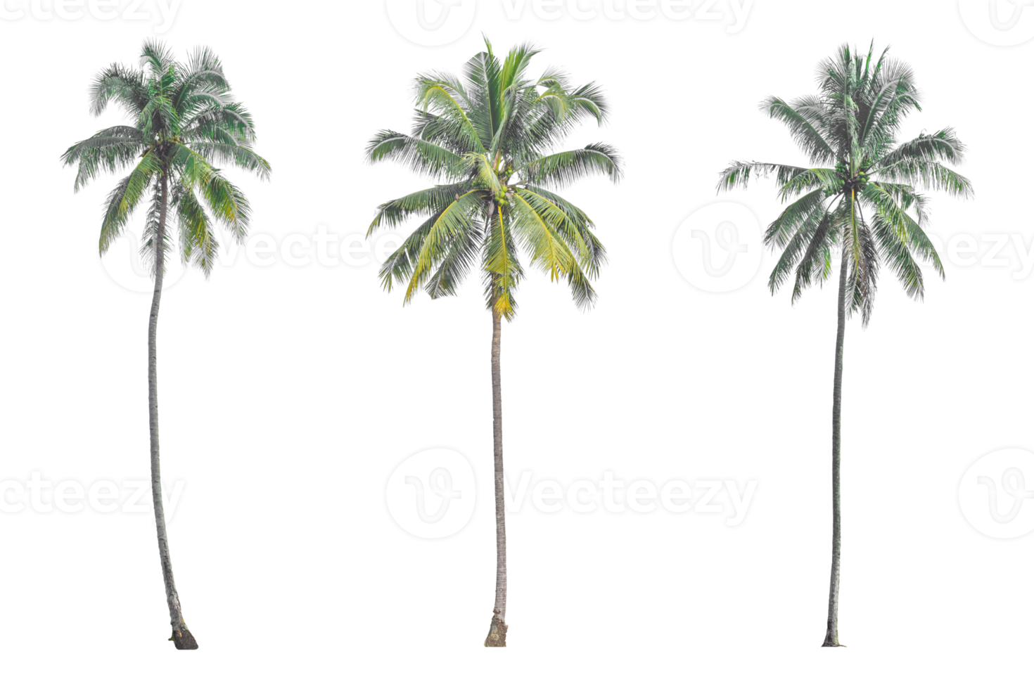 kokos handflatan träd isolerat på transparent bakgrund png fil