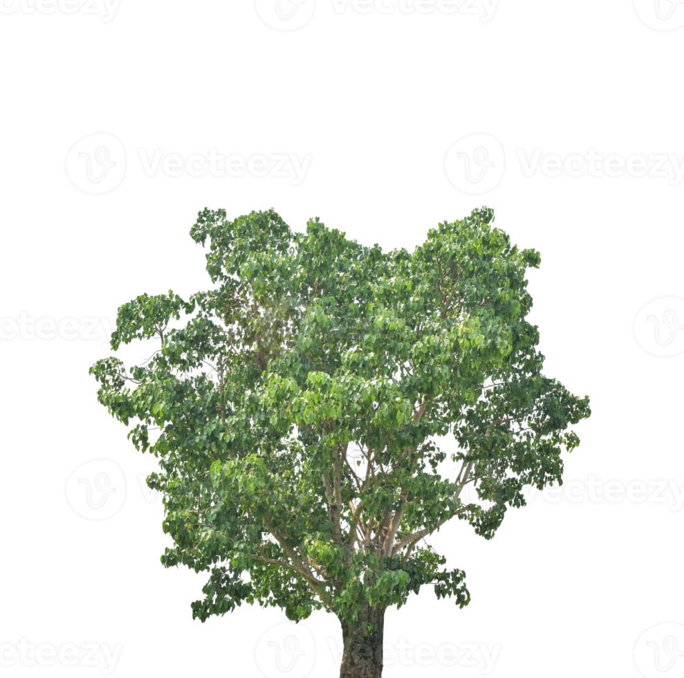 Tree isolated on transparent background PNG file
