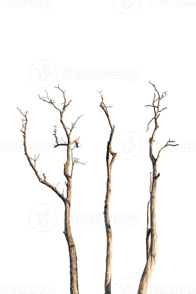 branche d'arbre sec isolé sur fond transparent fichier png