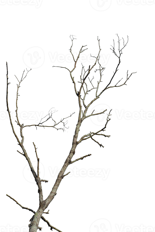 branche d'arbre sec isolé sur fond transparent fichier png