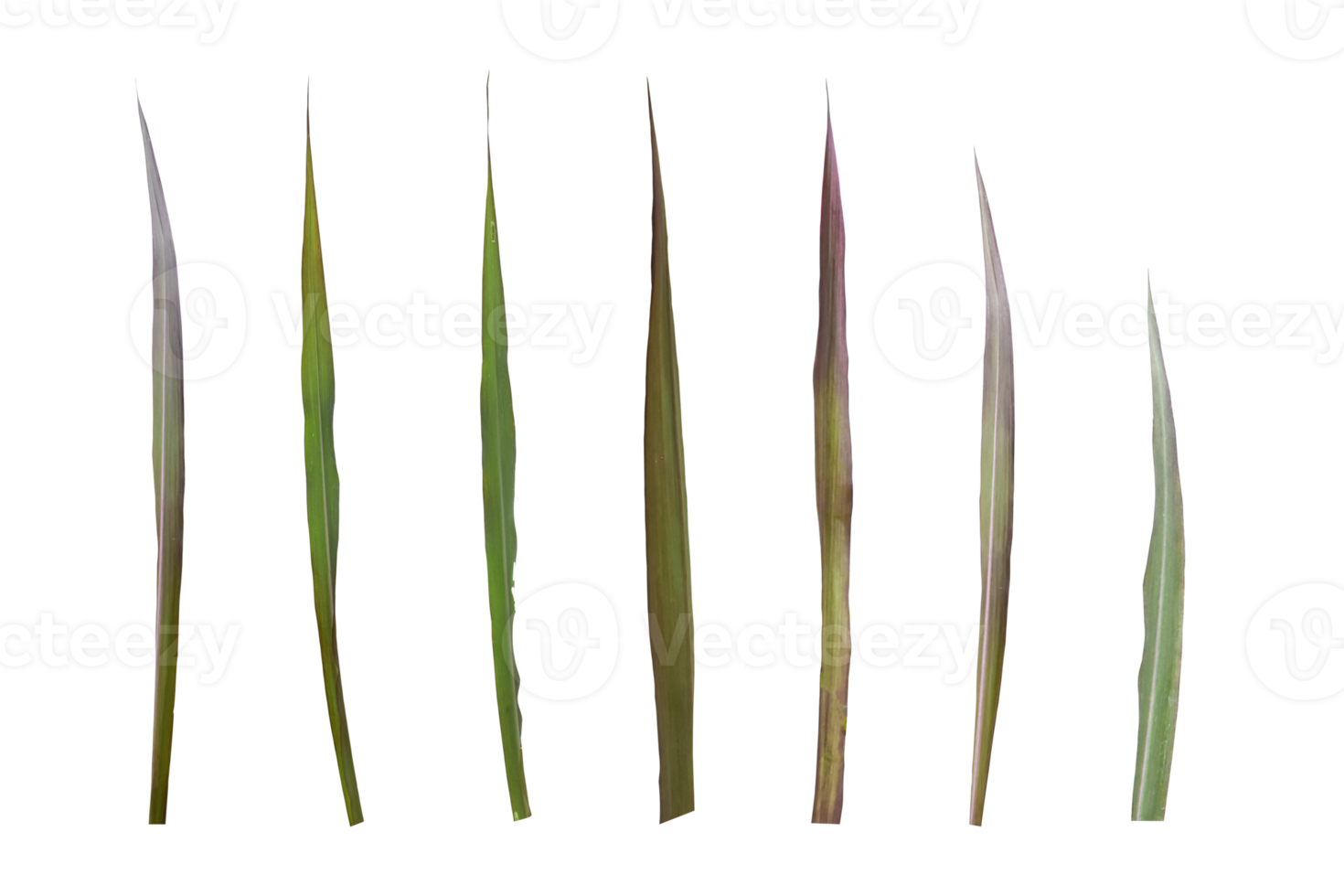 ensemble de feuilles de canne à sucre isolées sur un fichier png de fond transparent