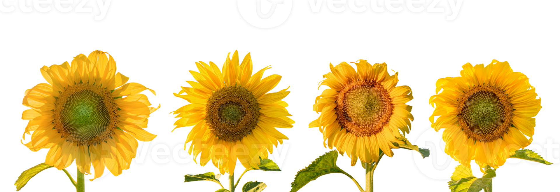 Set of Sunflowers with leaves isolated on transparent background PNG file