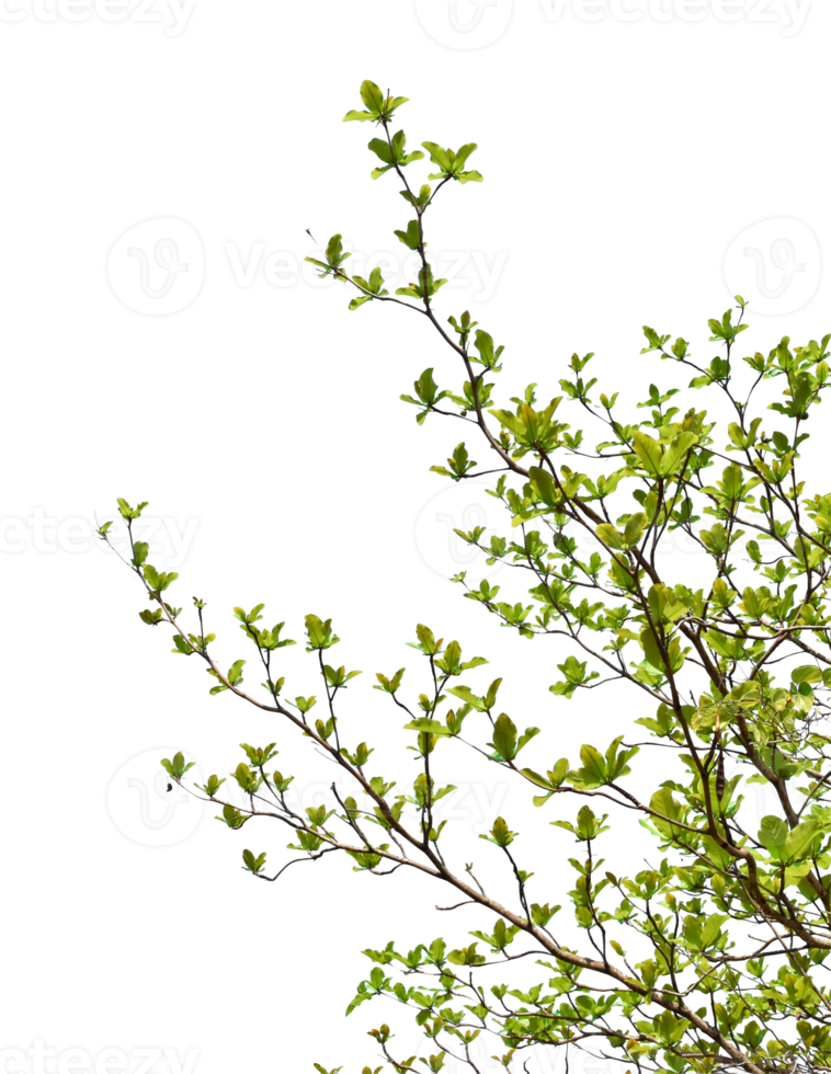 Green leaves on branch isolated on transparent background PNG file