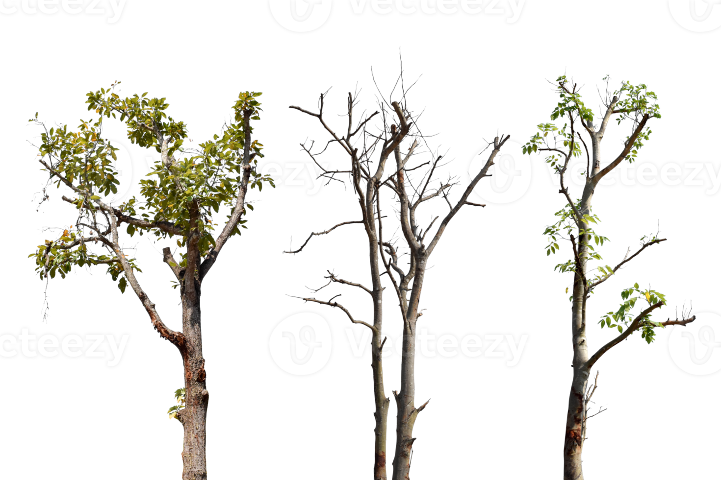 Collection trees without leaves isolated on transparent background PNG file