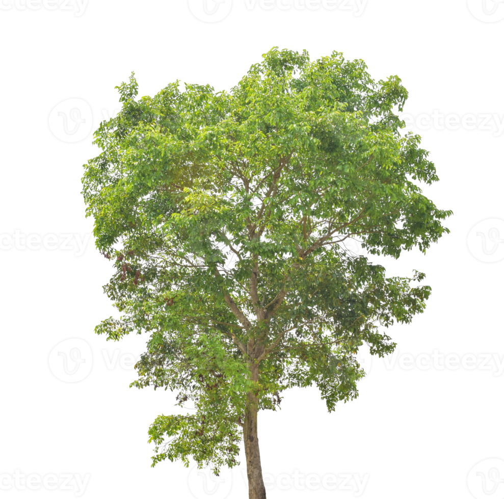 Tree isolated on transparent background PNG file