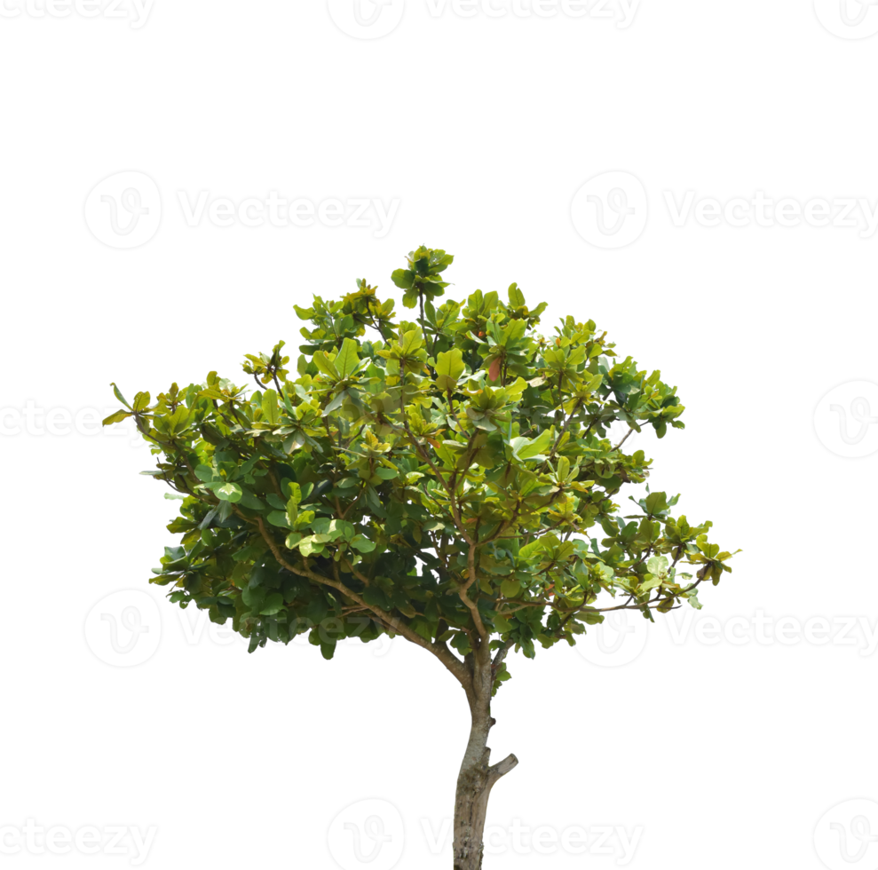 Tree isolated on transparent background PNG file