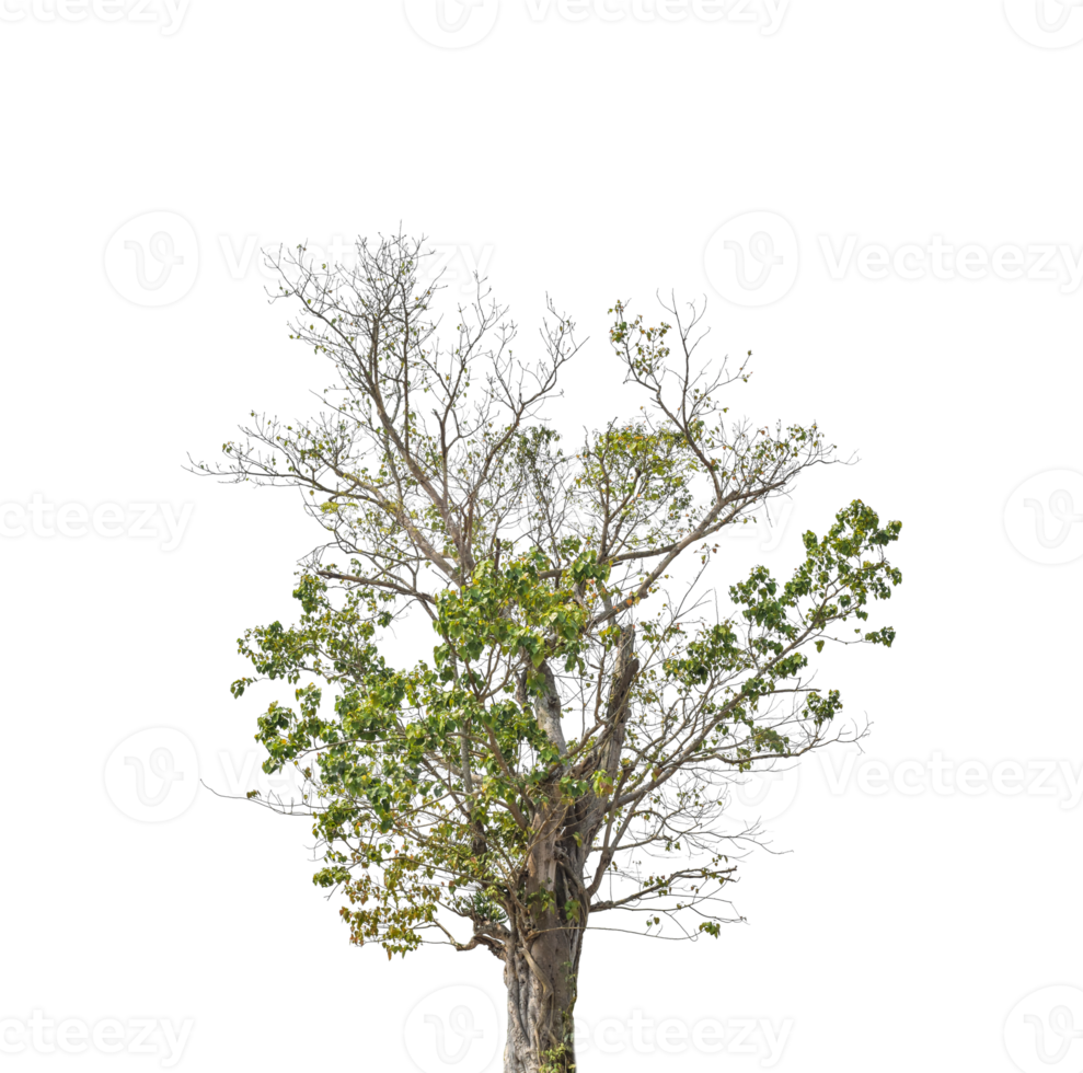 Tree isolated on transparent background PNG file