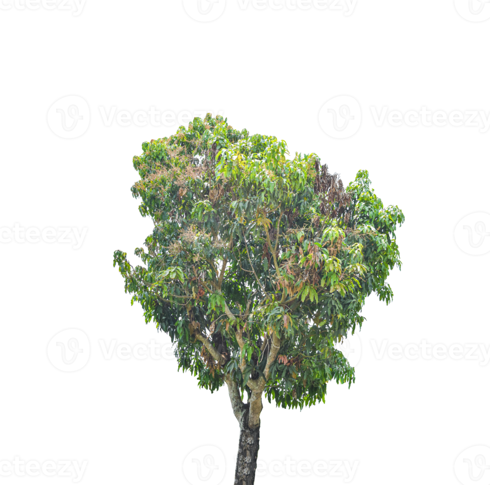 Tree isolated on transparent background PNG file