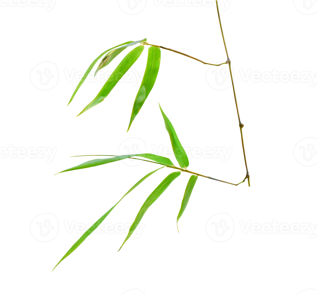 Bamboo leaf isolated on transparent background PNG file