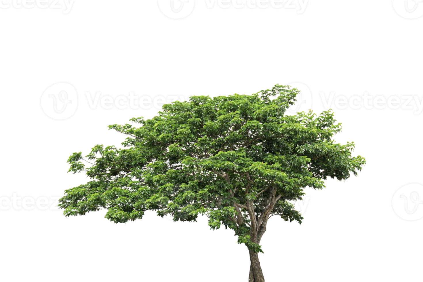 Tree isolated on transparent background PNG file