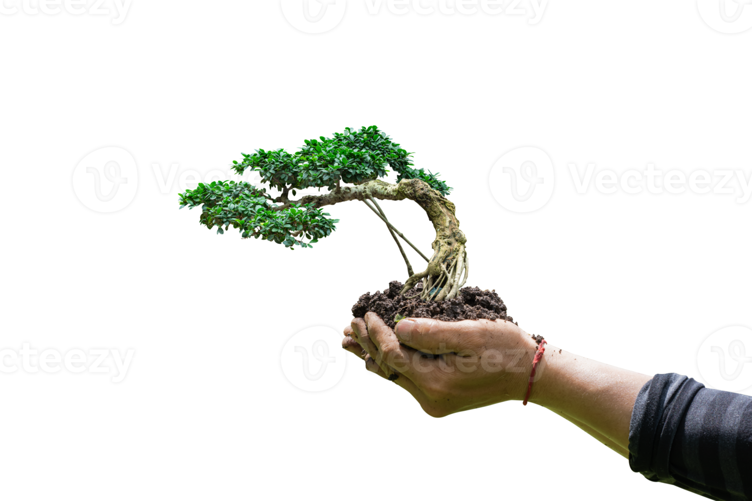 Hand holding bonsai tree isolated on transparent background - PNG format.