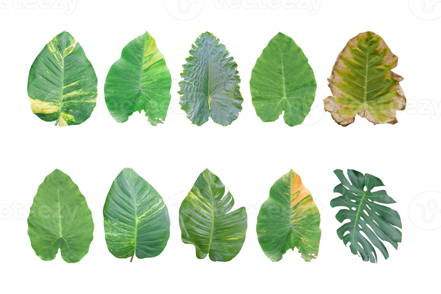 Set of Tropical Monstera leaf isolated on transparent background PNG file