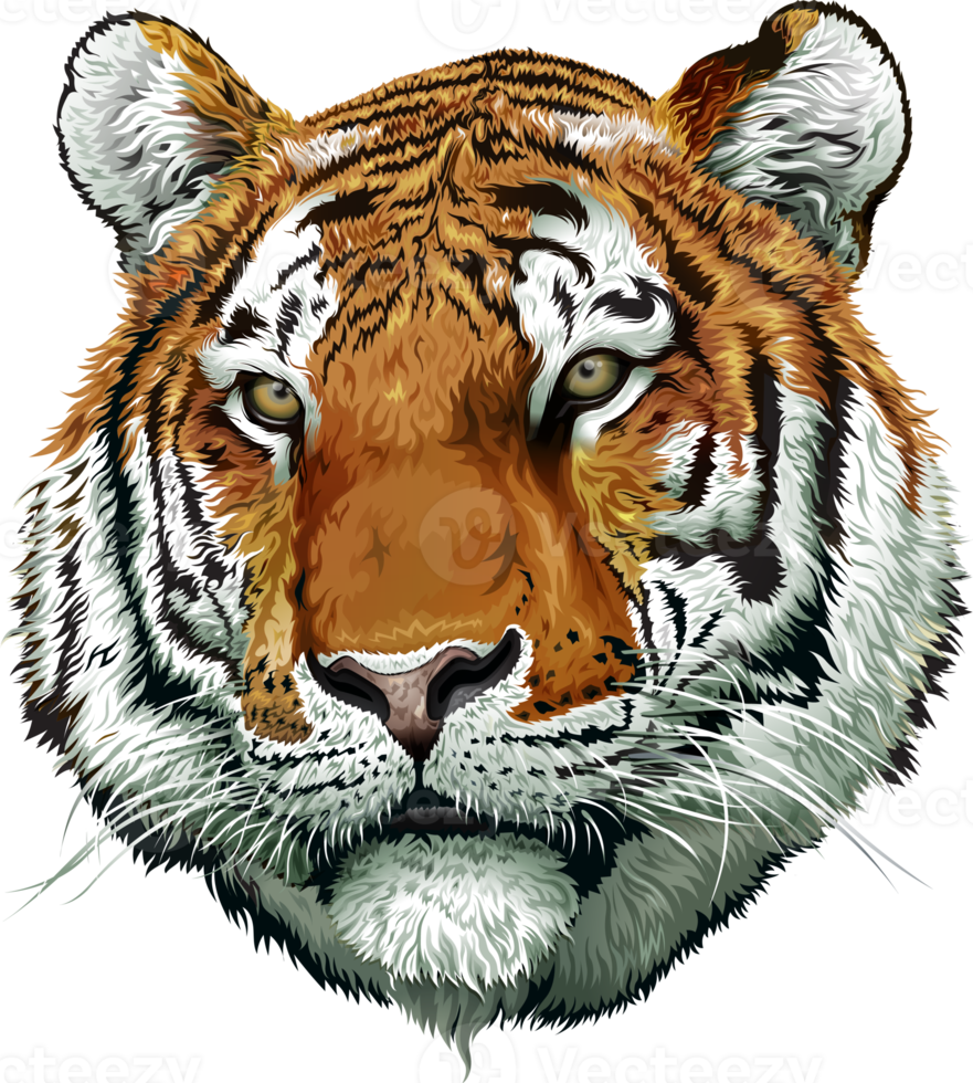 tiger head illustration png