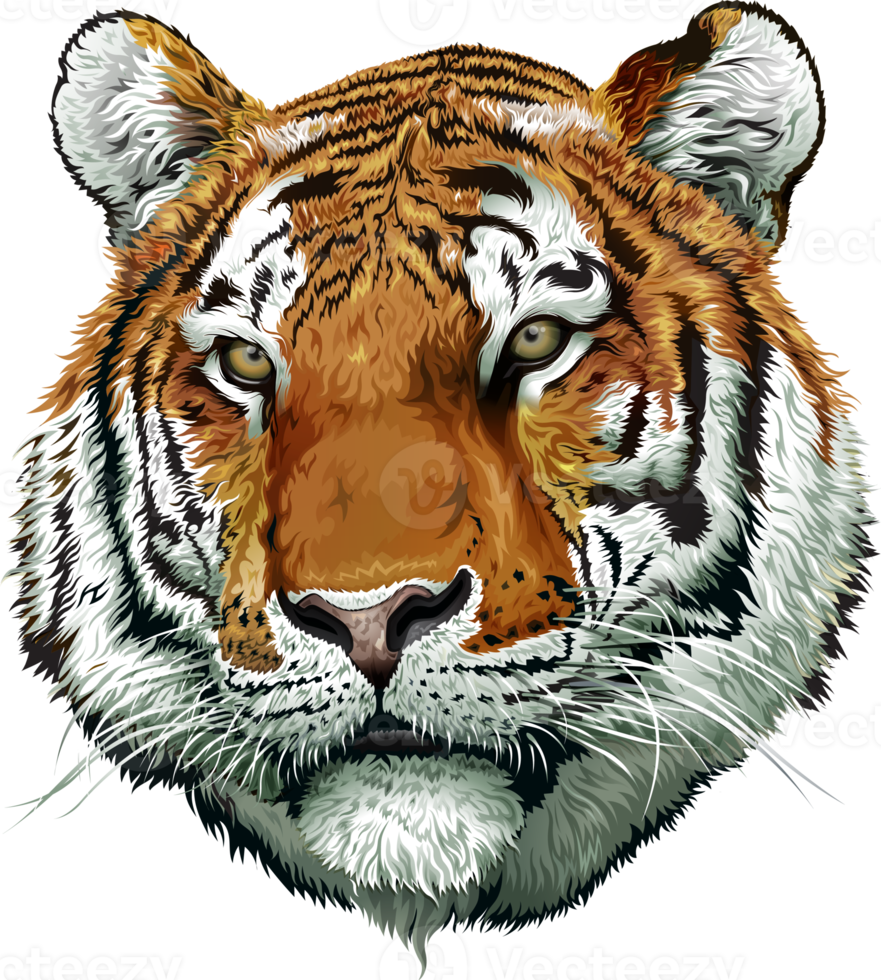 tigerhuvudillustration png