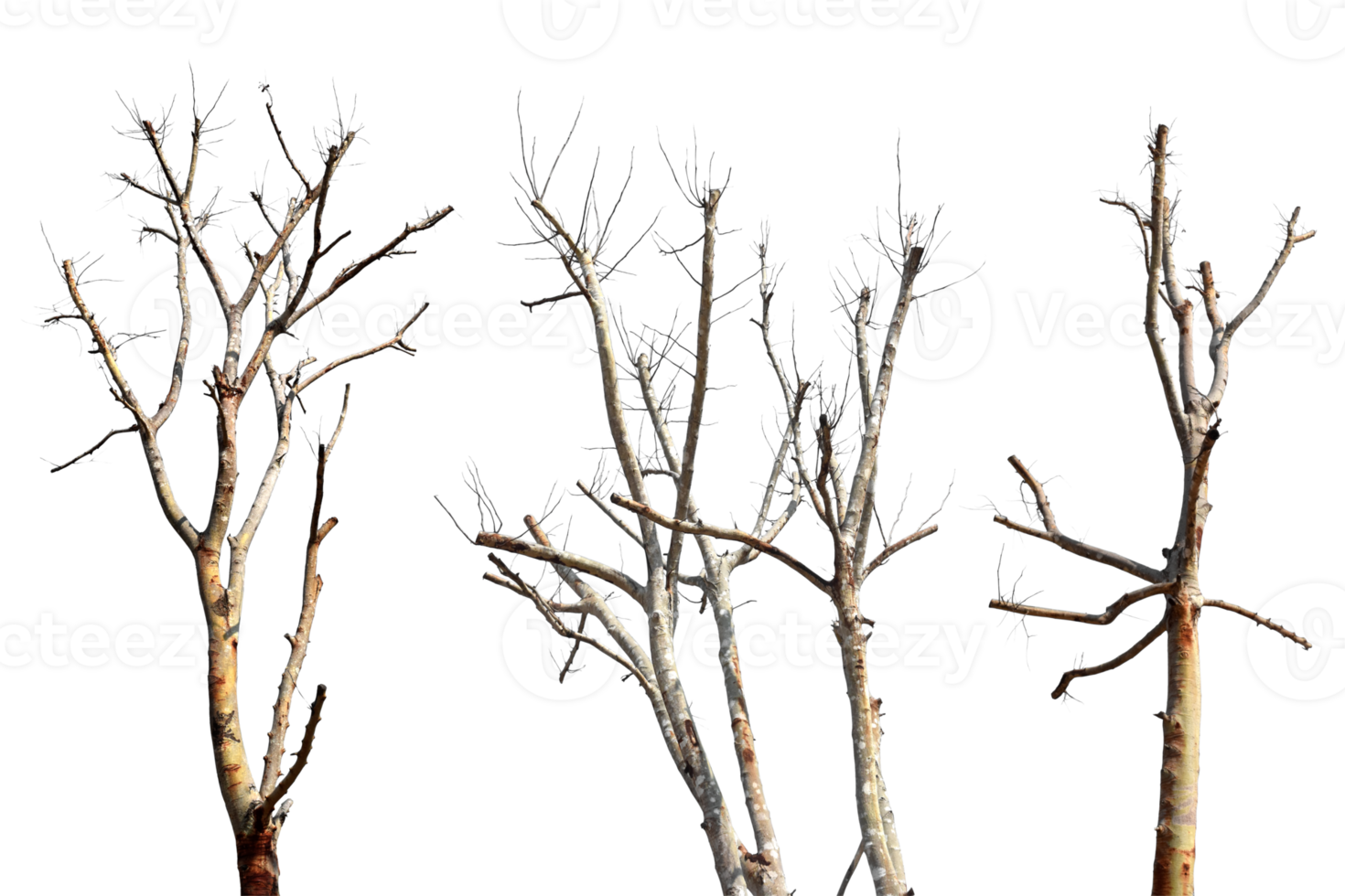 samling träd utan löv isolerat på transparent bakgrund png fil