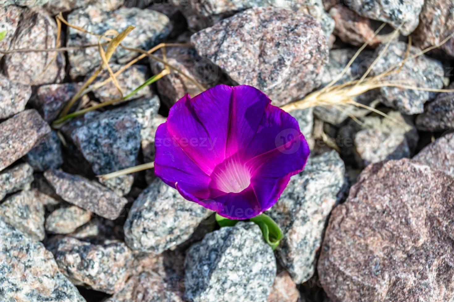 Photography on theme beautiful wild growing flower petunia on background meadow, photo