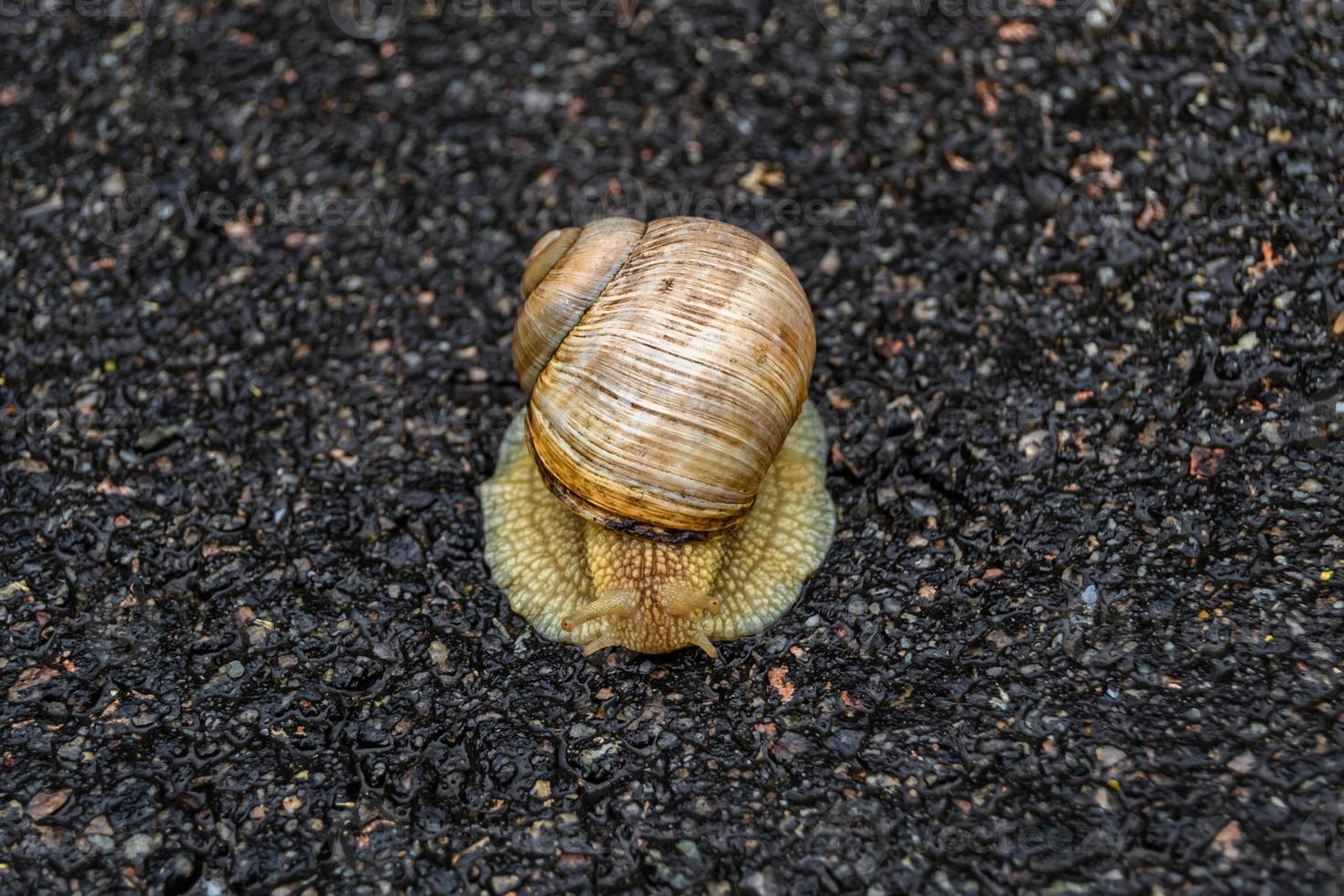 Big garden snail in shell crawling on wet road hurry home photo