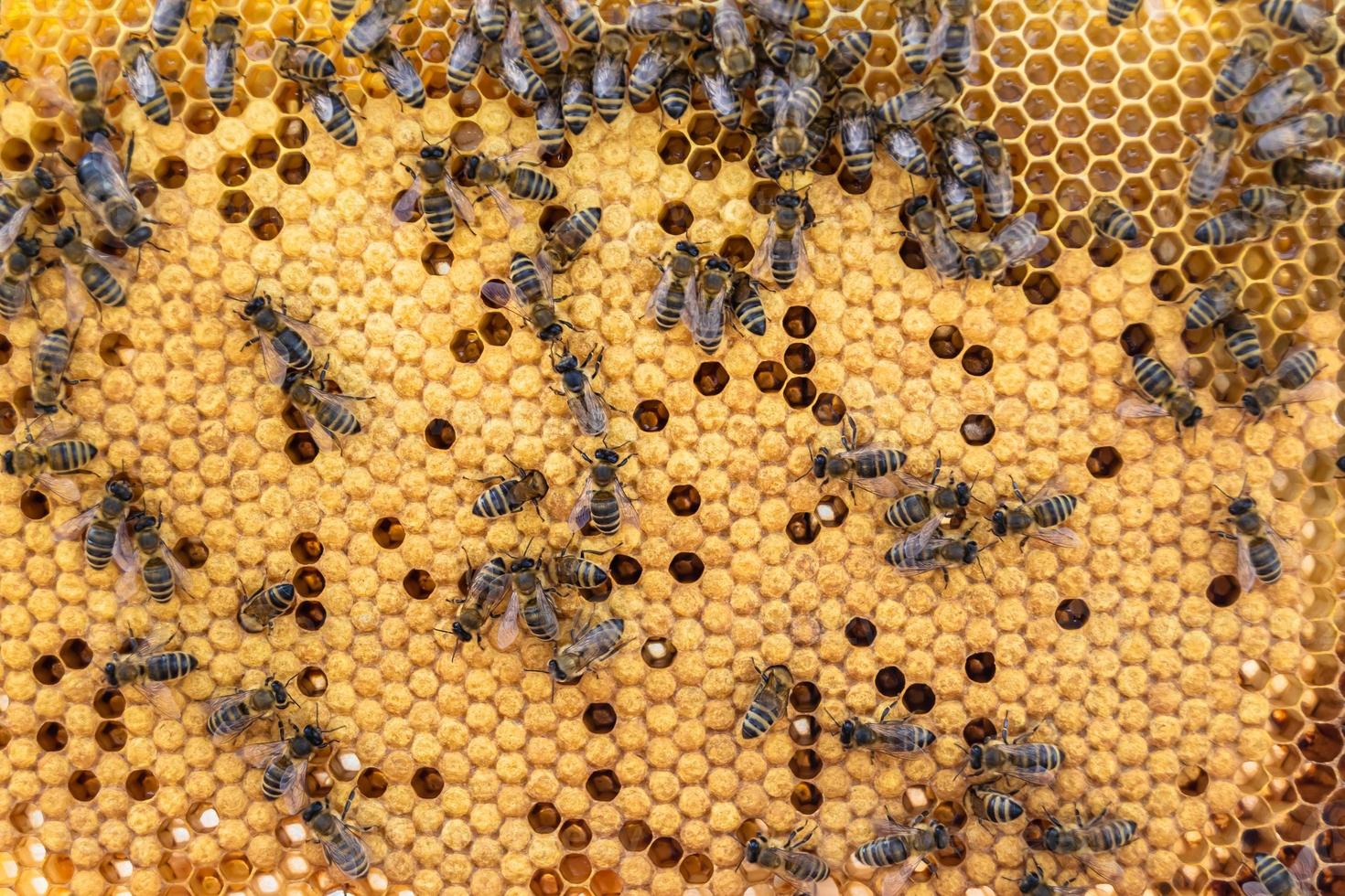 Abstract hexagon structure is honeycomb from bee hive filled photo