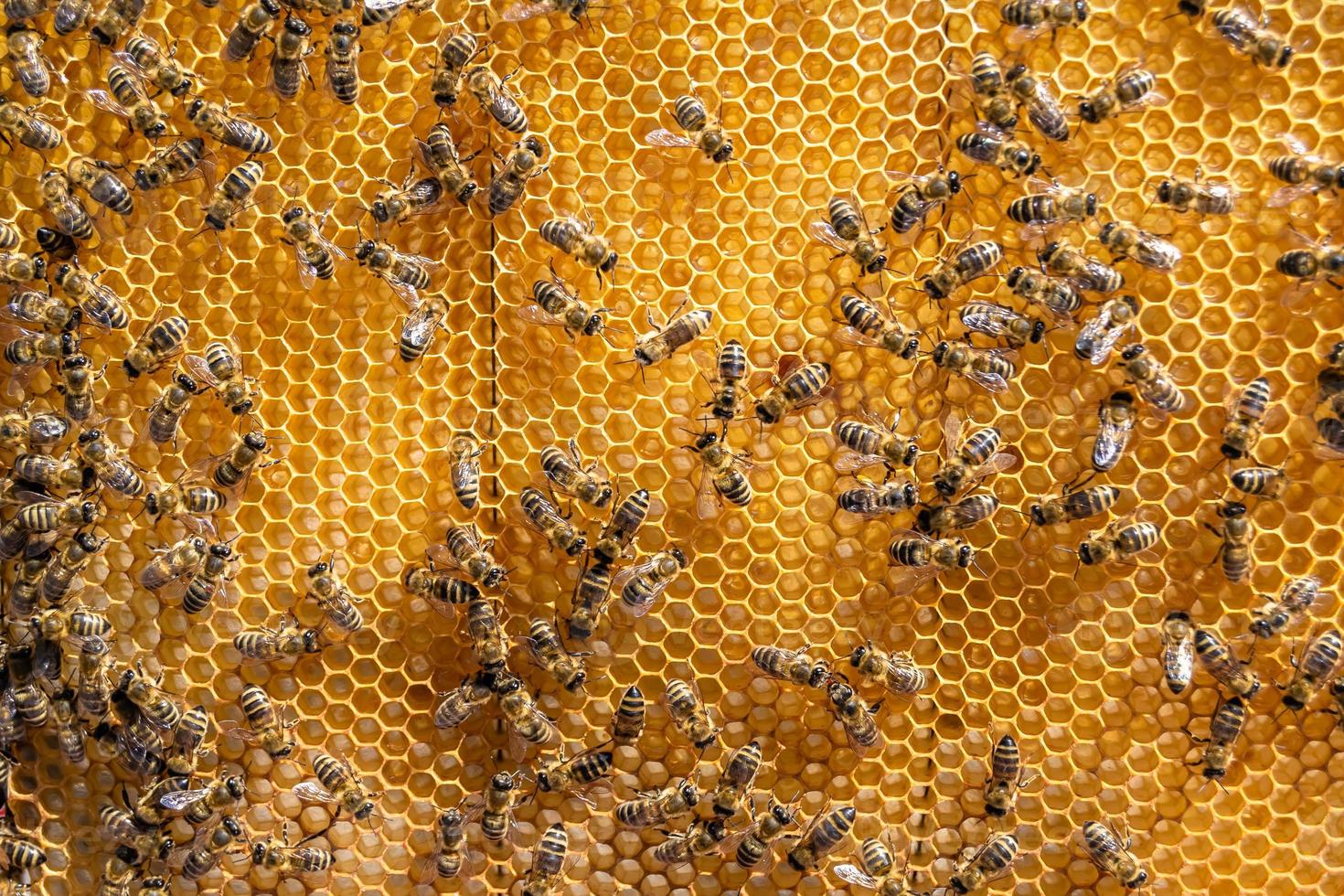 Abstract hexagon structure is honeycomb from bee hive filled photo