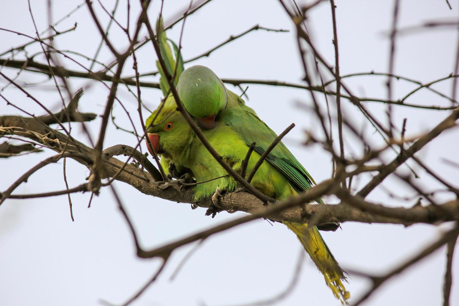 Two Parakeets making love on the branches of a tree 18923153 Stock