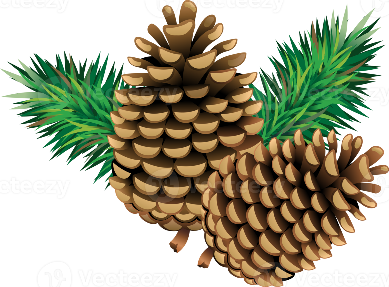 Pine cones with pine needles png