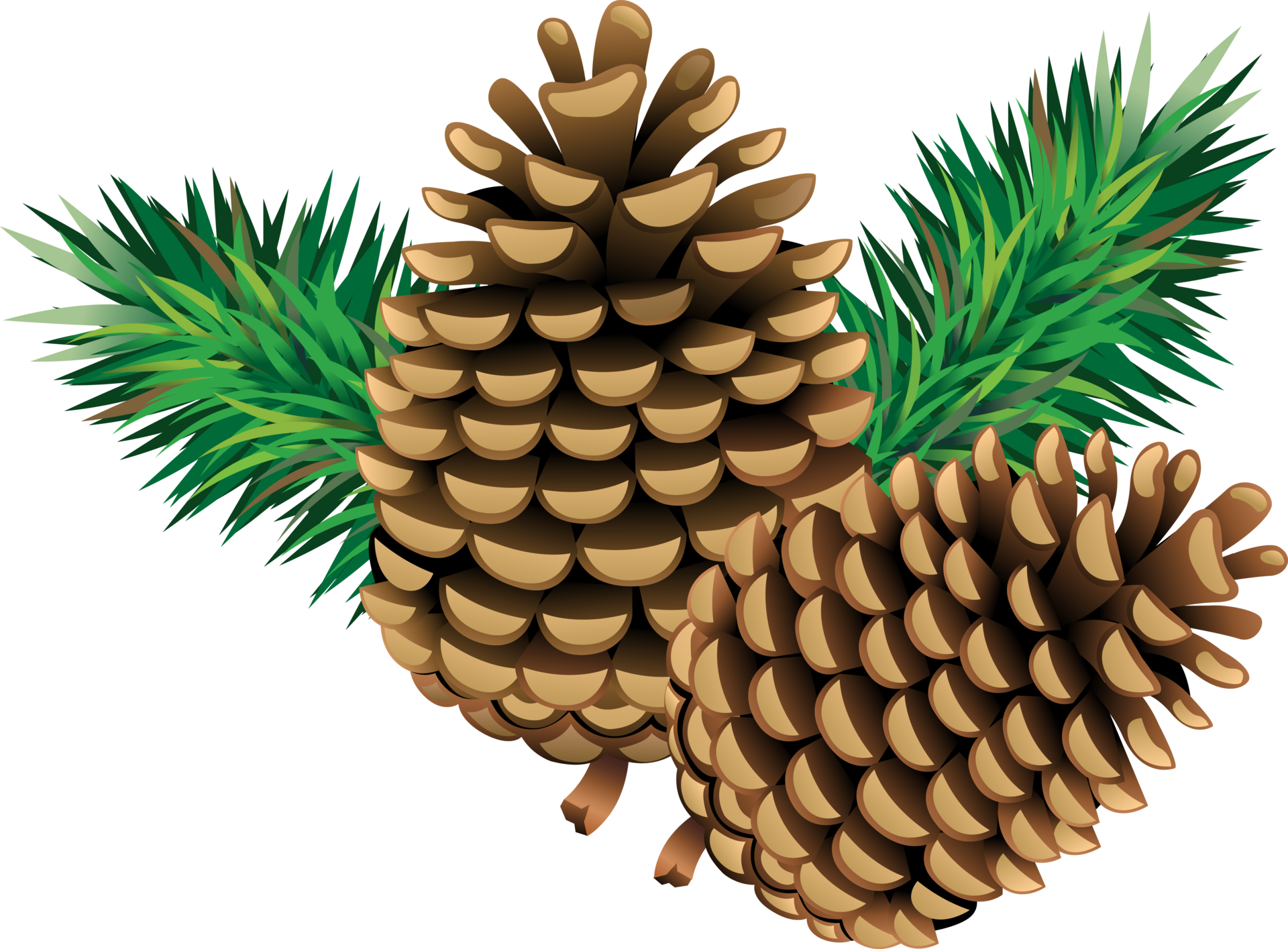 Pine cones with pine needles 18923351 PNG