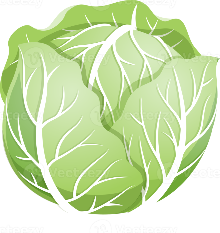 Cabbage flat color png