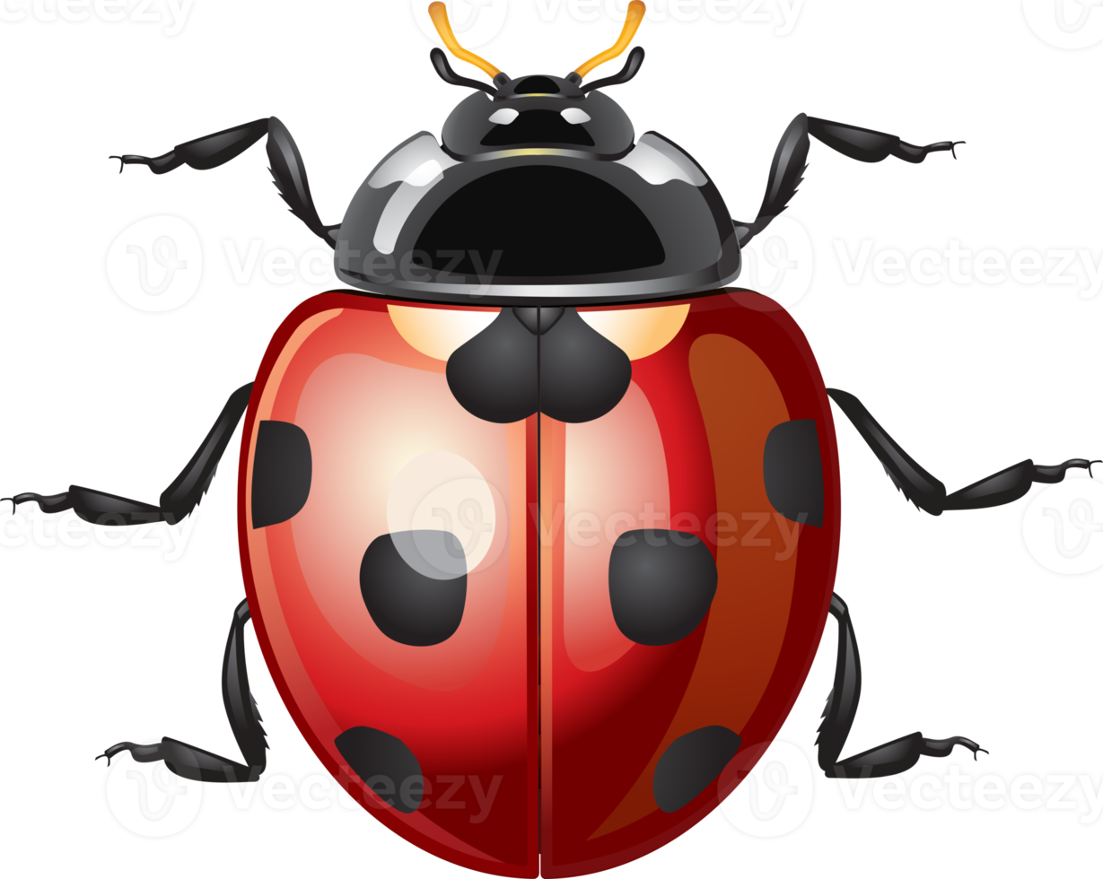 ladybug cartoon illustration png