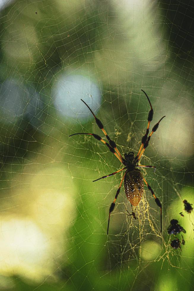 Long legged spider photo