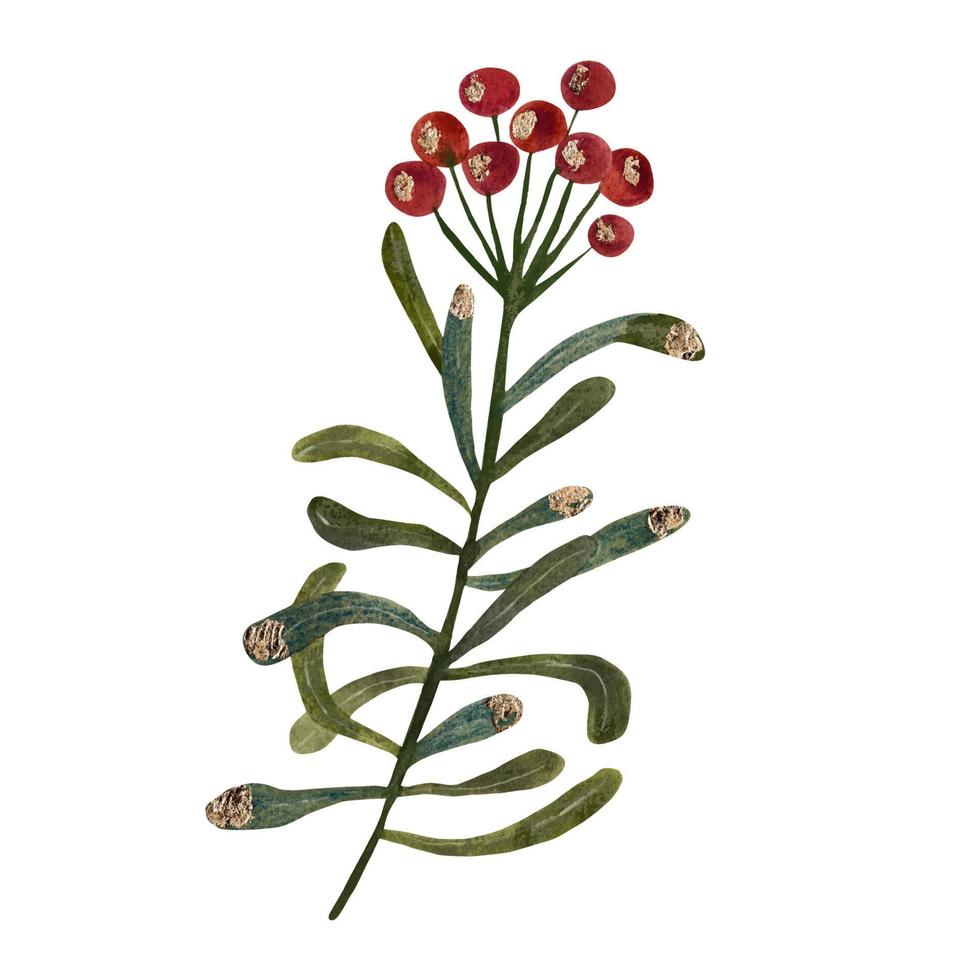 Branch with red berries. watercolor illustration vector
