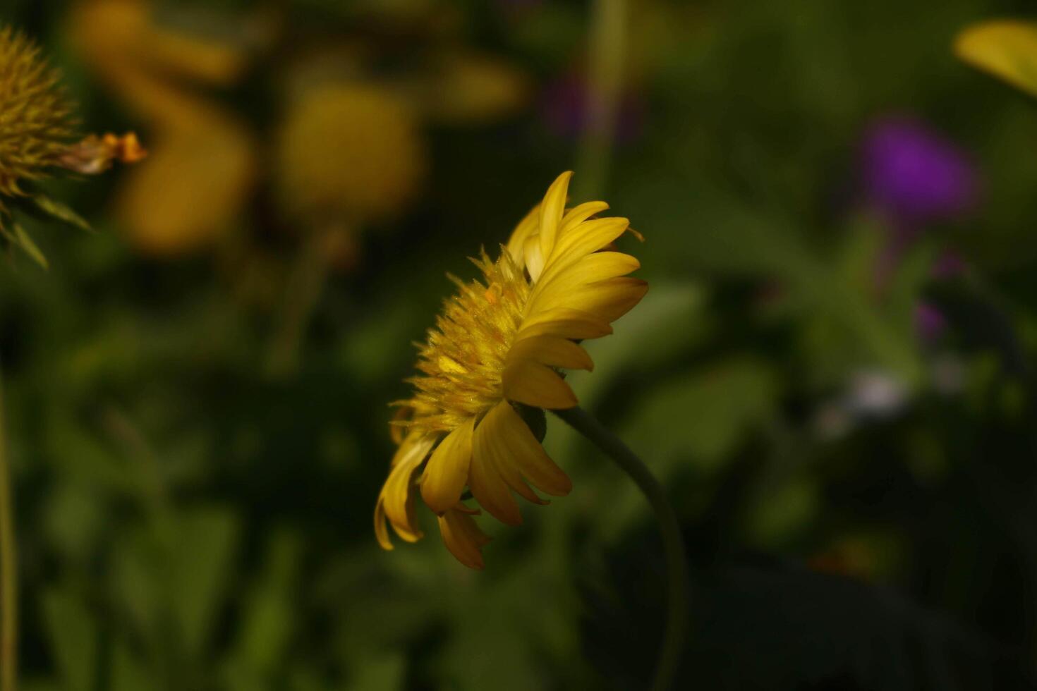 Bright Colored Flowering Plants in Outdoor Garden In Karachi Pakistan