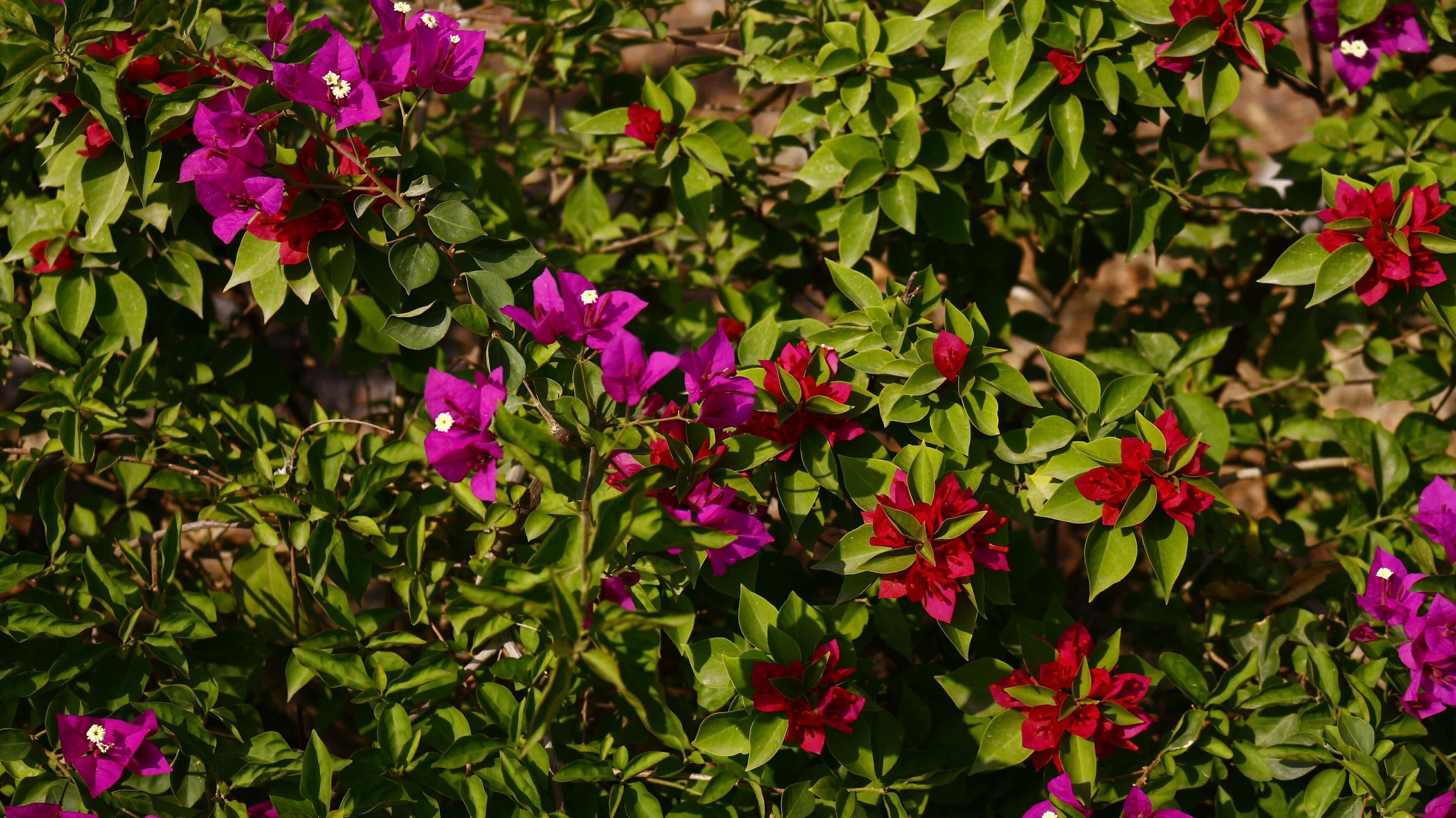Bright Colored Flowering Plants in Outdoor Garden In Karachi Pakistan