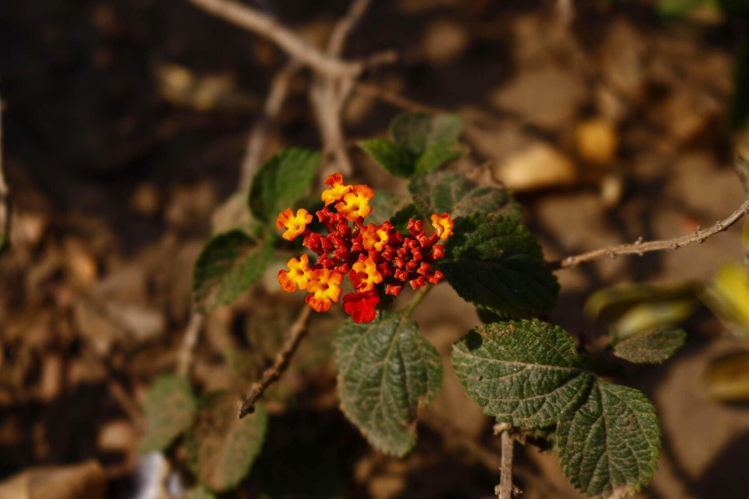 Bright Colored Flowering Plants in Outdoor Garden In Karachi Pakistan