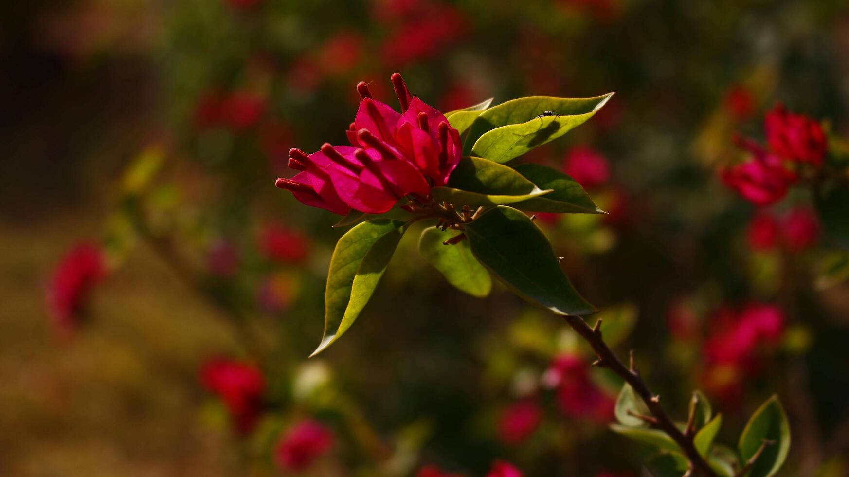Bright Colored Flowering Plants in Outdoor Garden In Karachi Pakistan