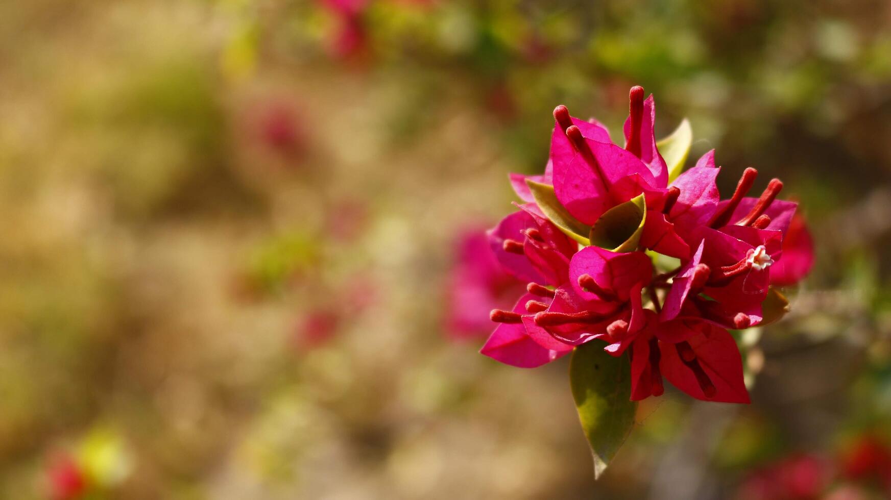 Bright Colored Flowering Plants in Outdoor Garden In Karachi Pakistan