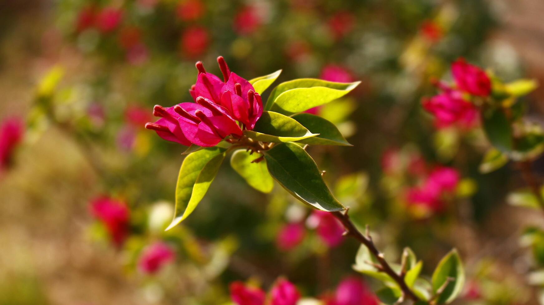 Bright Colored Flowering Plants in Outdoor Garden In Karachi Pakistan