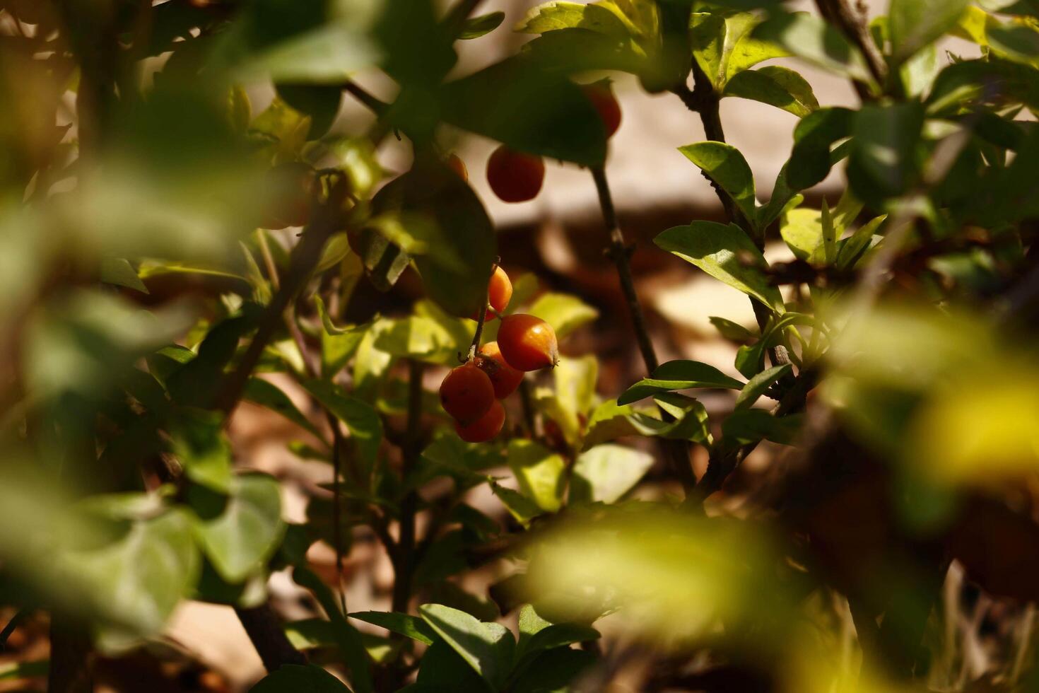 Bright Colored Flowering Plants in Outdoor Garden In Karachi Pakistan