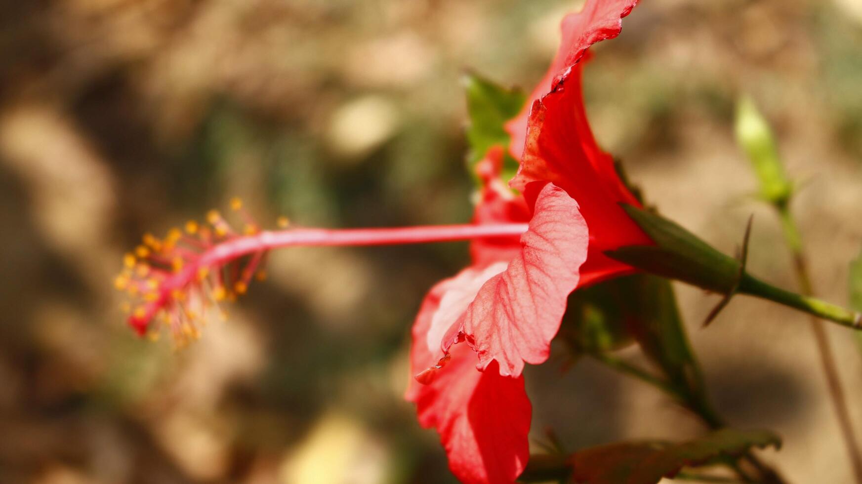 Bright Colored Flowering Plants in Outdoor Garden In Karachi Pakistan