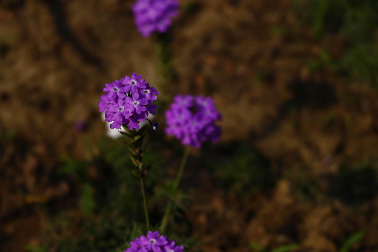 Bright Colored Flowering Plants in Outdoor Garden In Karachi Pakistan