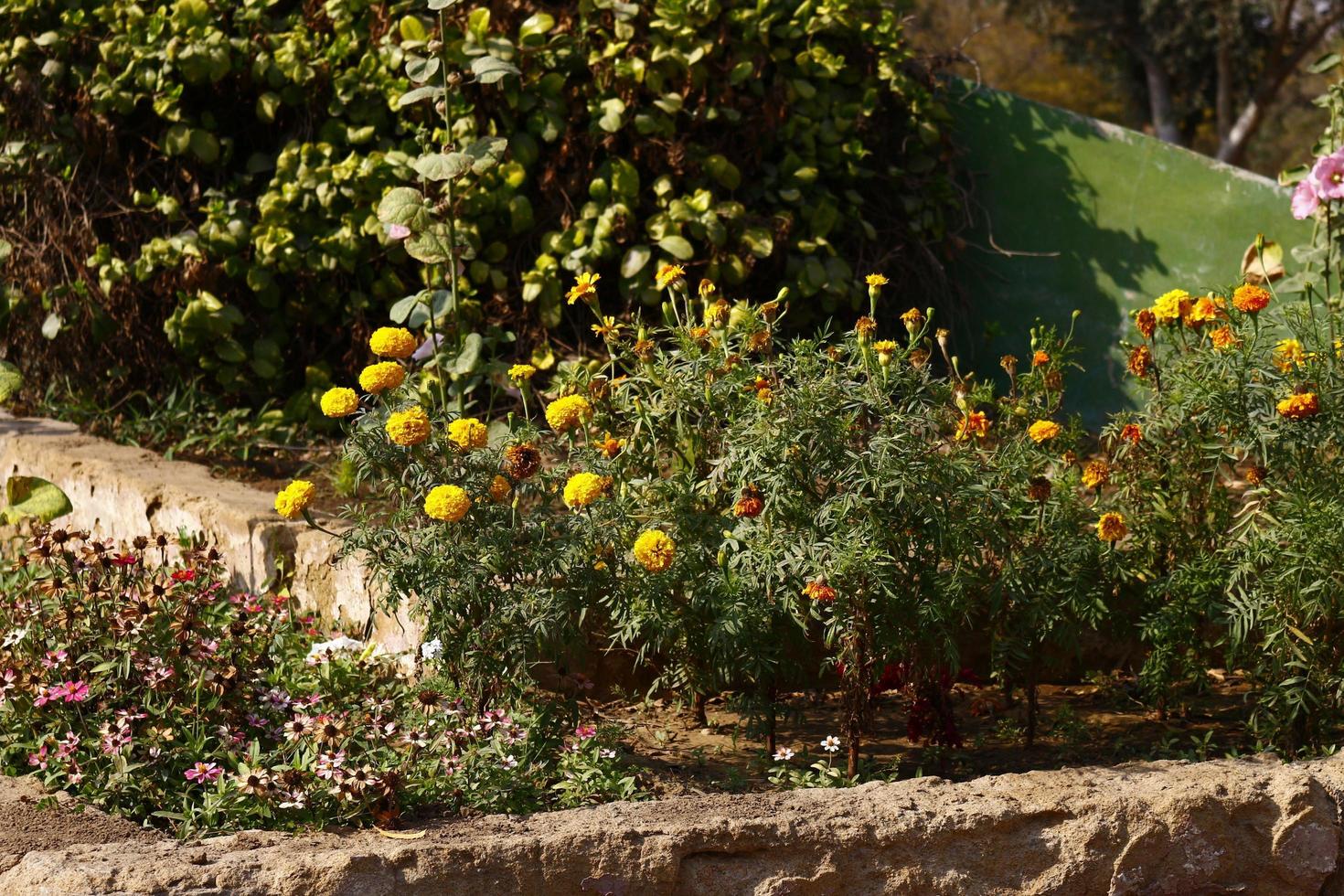 plantas con flores de colores brillantes en un jardín al aire libre en karachi pakistán 2022 foto