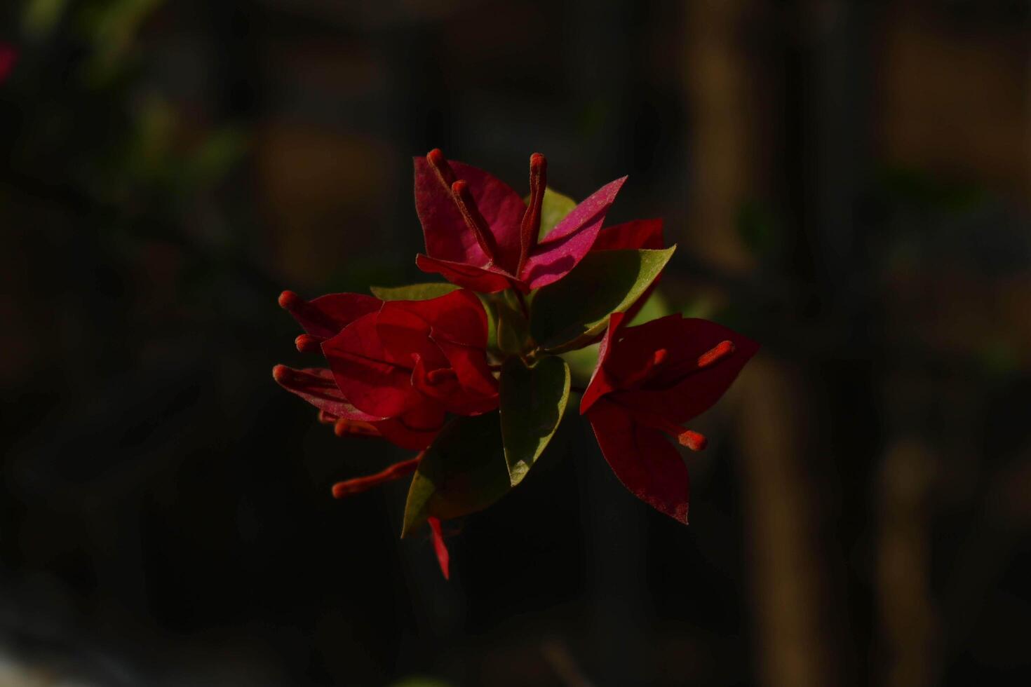 Bright Colored Flowering Plants in Outdoor Garden In Karachi Pakistan