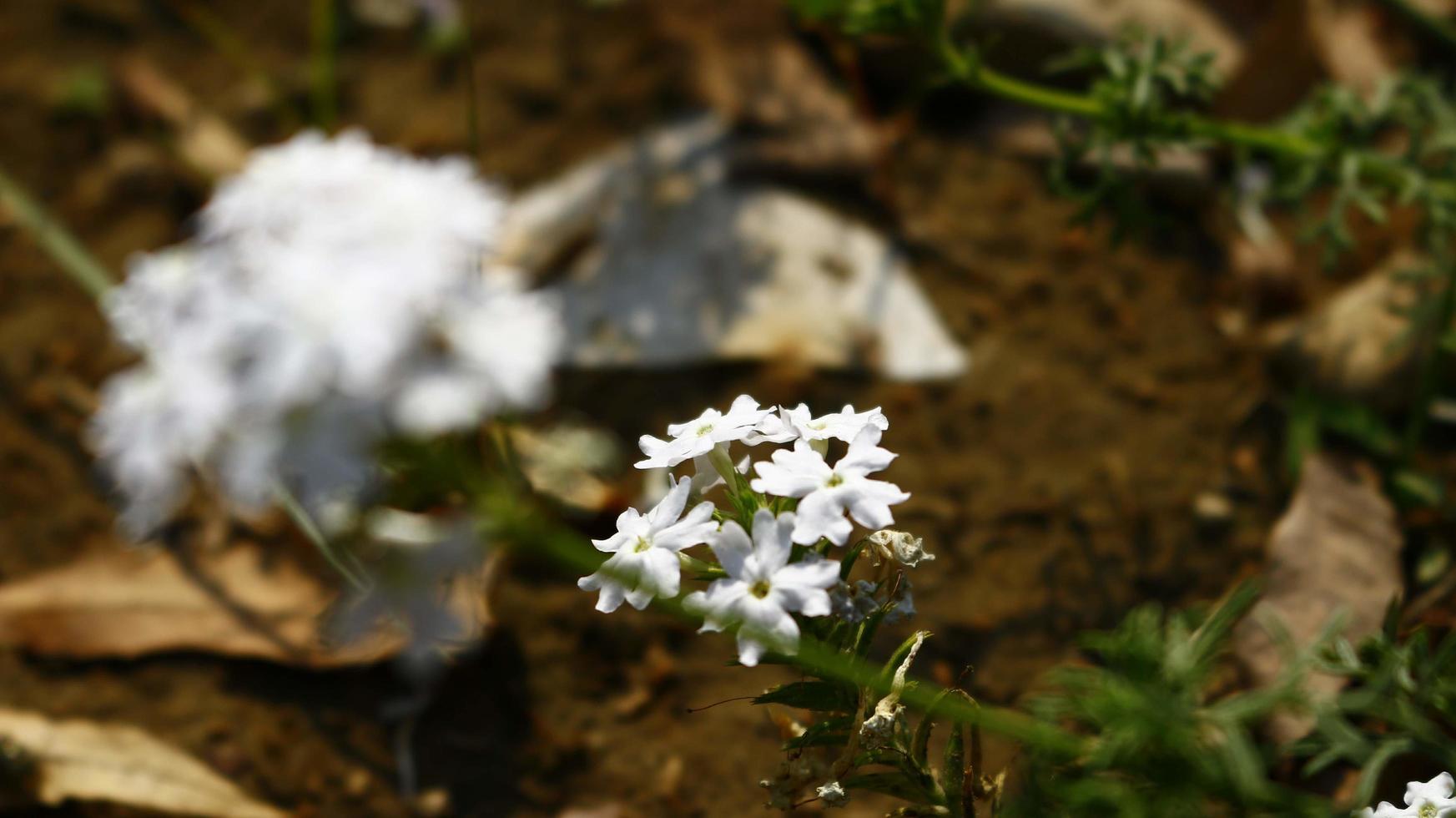 Flowering Plants in Outdoor Garden in Karachi Pakistan 2022 photo