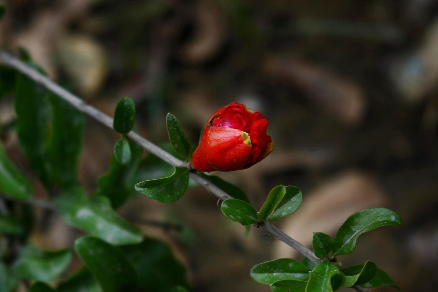 Flowering Plants in Outdoor Garden in Karachi Pakistan 2022 photo