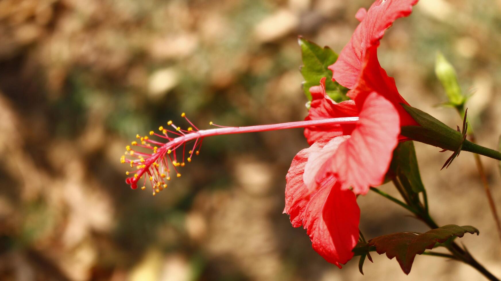 Flowering Plants in Outdoor Garden in Karachi Pakistan 2022 18925749