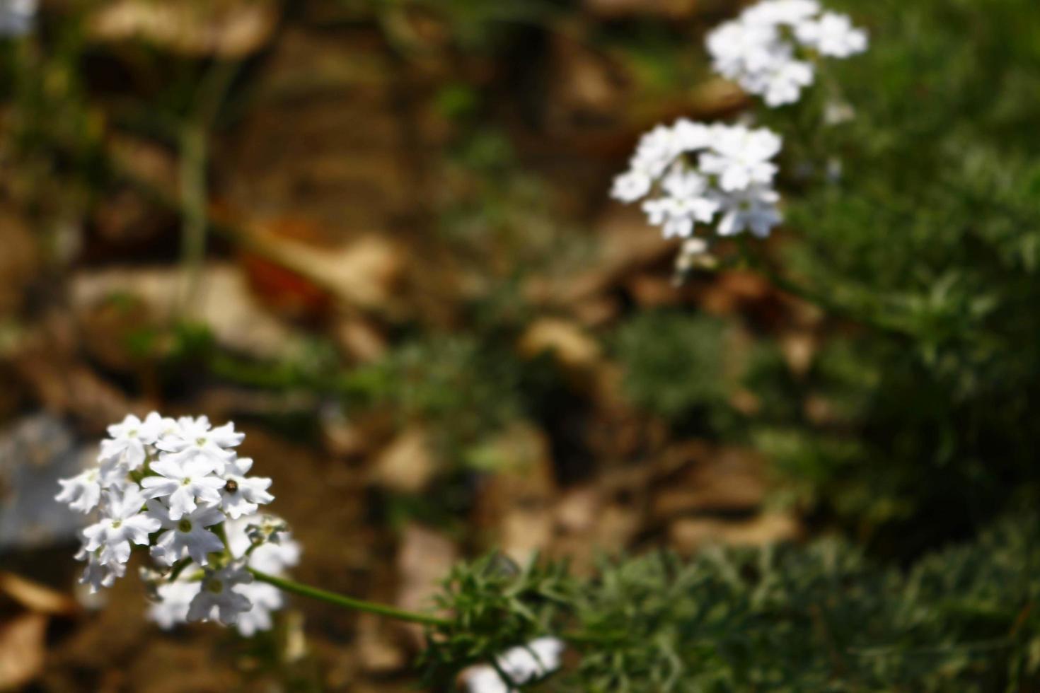 Flowering Plants in Outdoor Garden in Karachi Pakistan 2022 photo