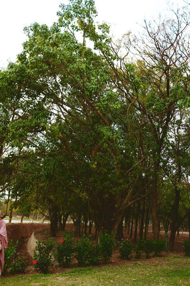 Flowering Plants in Outdoor Garden in Karachi Pakistan 2022 18925759