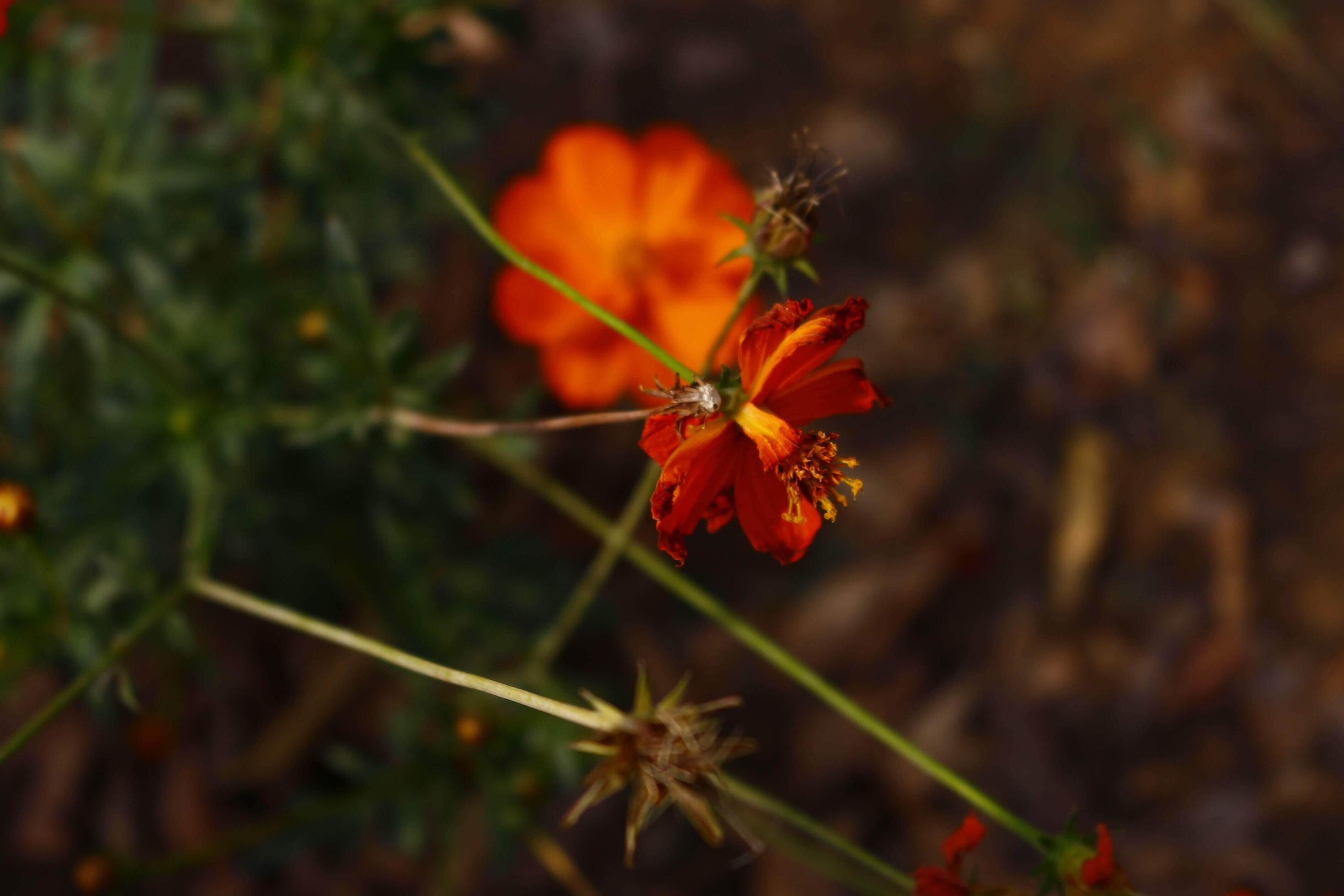Flowering Plants in Outdoor Garden in Karachi Pakistan 2022 18925762