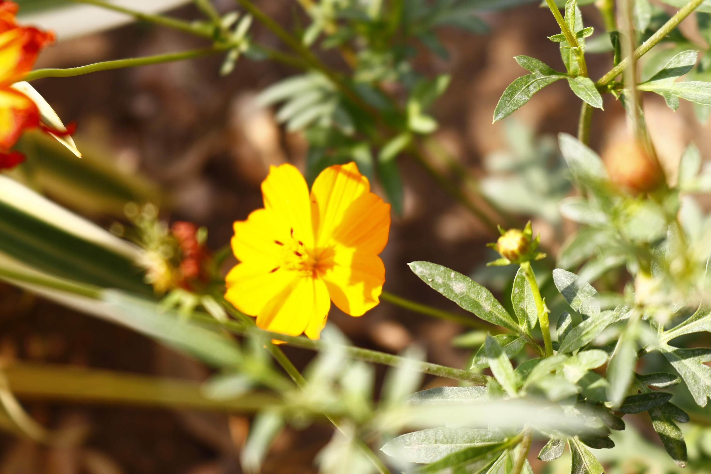 Flowering Plants in Outdoor Garden in Karachi Pakistan 2022 18925769